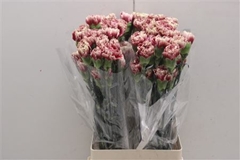 Dianthus Single Merletto Crimson 70cm