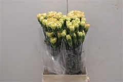 Dianthus Single Mustard 70cm