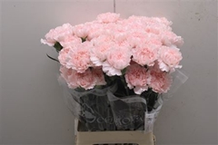 Dianthus Single Hanoi 70cm