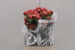 Dianthus Single Piet 70cm