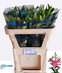 Lily Oriental Sorbonne 65cm 2+