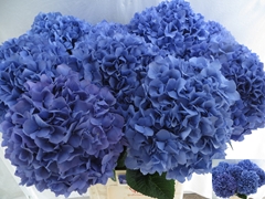 Hydrangea Pimpernel 80cm 20-22cm Hd