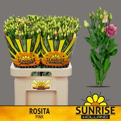Eustoma Double Rosita Rose Pink 70cm