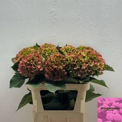 Hydrangea Verena Classic 80cm 19-21cm Hd
