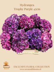 Hydrangea Trophy 45cm 15cm Hd