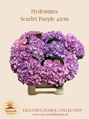 Hydrangea Scarlett 45cm 16cm Hd
