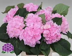Hydrangea Verena 60cm 13-15cm Hd