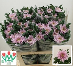 Chrysanth Single Rossano 75cm 100gr.