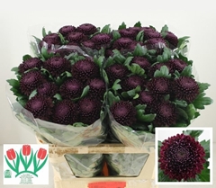 Chrysanth Single Poker 75cm 90gr.