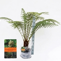 Dicksonia Antarctica 29Ø 120cm