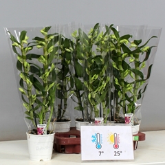 Dendrobium Star Class Apollon 12Ø 50cm 2st