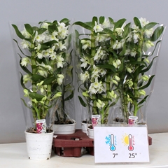 Dendrobium Star Class Apollon 12Ø 55cm 2st