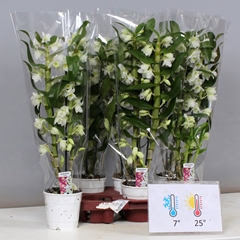Dendrobium Star Class Apollon 12Ø 60cm 2st