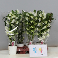 Dendrobium Star Class Apollon 12Ø 50cm 2st