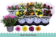 Chrysanth Double Mix 12Ø 25cm