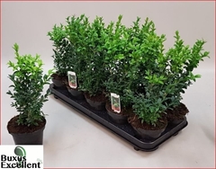 Buxus Sempervirens 12Ø 34cm