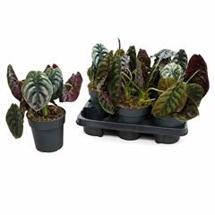 Alocasia Cuprea Red Secret 14Ø 30cm