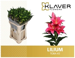Lily Oriental Toba 80cm 4+