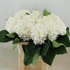 Hydrangea White Verena 80cm 19-21cm Hd