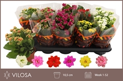 Kalanchoe Double Mix 10Ø 23cm