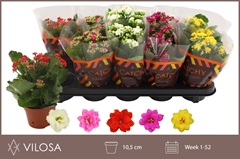 Kalanchoe Double Mix 10Ø 23cm