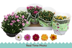 Chrysanth Mix 5 Colours 23Ø 25cm