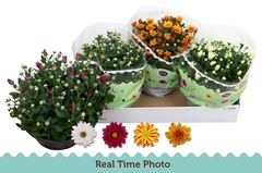 Chrysanth Mix 23Ø 25cm