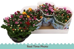 Chrysanth Mount Aubisque Mix 23Ø 27cm