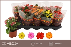 Kalanchoe Double Mix 10Ø 23cm