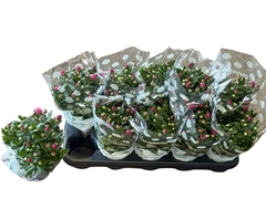 Chrysanth Mount Ventoux 12Ø 23cm
