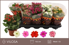 Kalanchoe Double Mix 10Ø 23cm