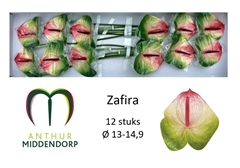 Anthurium Zafira 13cm Hd