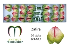 Anthurium Zafira 9cm Hd