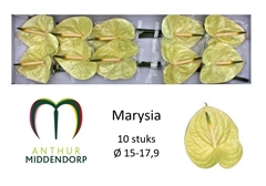 Anthurium Marysia Antique 15cm Hd