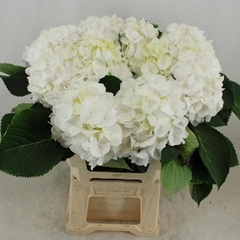 Hydrangea White Verena 60cm 17-19cm Hd