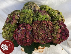 Hydrangea Royal Anastasia Classic 65cm 17-19cm Hd