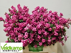 Symphoricarpos Magical Ruby Giant 60cm
