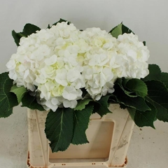 Hydrangea White Verena 50cm 15-17cm Hd