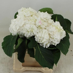 Hydrangea White Verena 40cm 12-14cm Hd