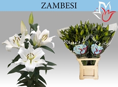 Lily Oriental Zambesi 100cm 6+