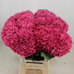 Hydrangea Rodeo Red 60cm 17-19cm Hd
