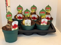 Hippeastrum Mix 17Ø 20cm