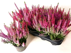 Calluna Beauty Ladies Starlight Trio Melody Mix 13Ø 30cm
