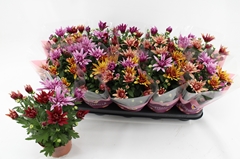 Chrysanth Artistic Jeff Mix 12Ø 26cm