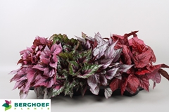 Begonia Leaf Beleaf Mix 12Ø 22cm