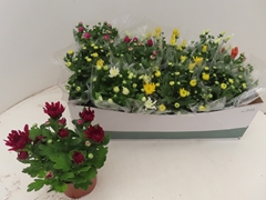 Chrysanth Mix 6 Mix 12Ø 25cm