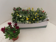 Chrysanth Mix 6 Mix 12Ø 25cm