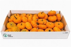 Cucurbita Pepo Jack Be Little