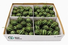 Cucumis Hirsutus
