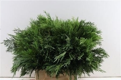 Coniferen Green 45cm